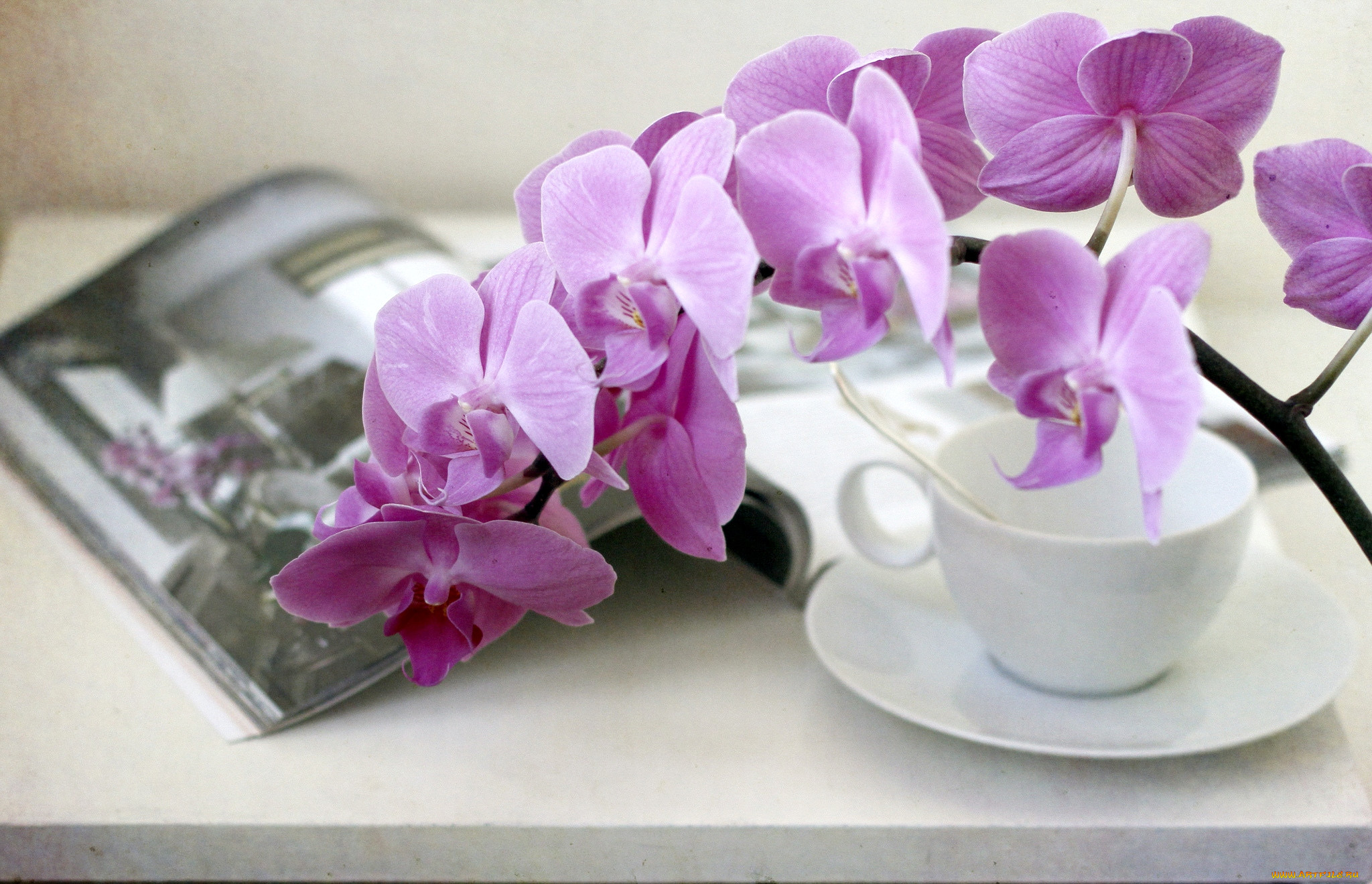 Добрый день с орхидеями